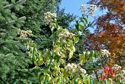 Heptacodium miconioides - heptakodium jasmínovité (sdmý syn) - květenství, listy a větvení